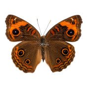 The tropical buckeye butterfly